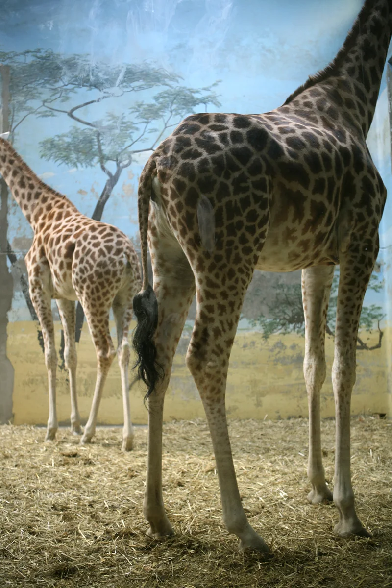 janot-ecostream-zoo.jpg