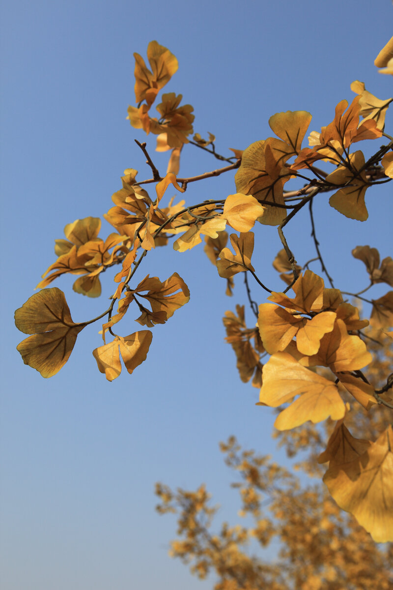 janot-ecostream-feuilles.jpg