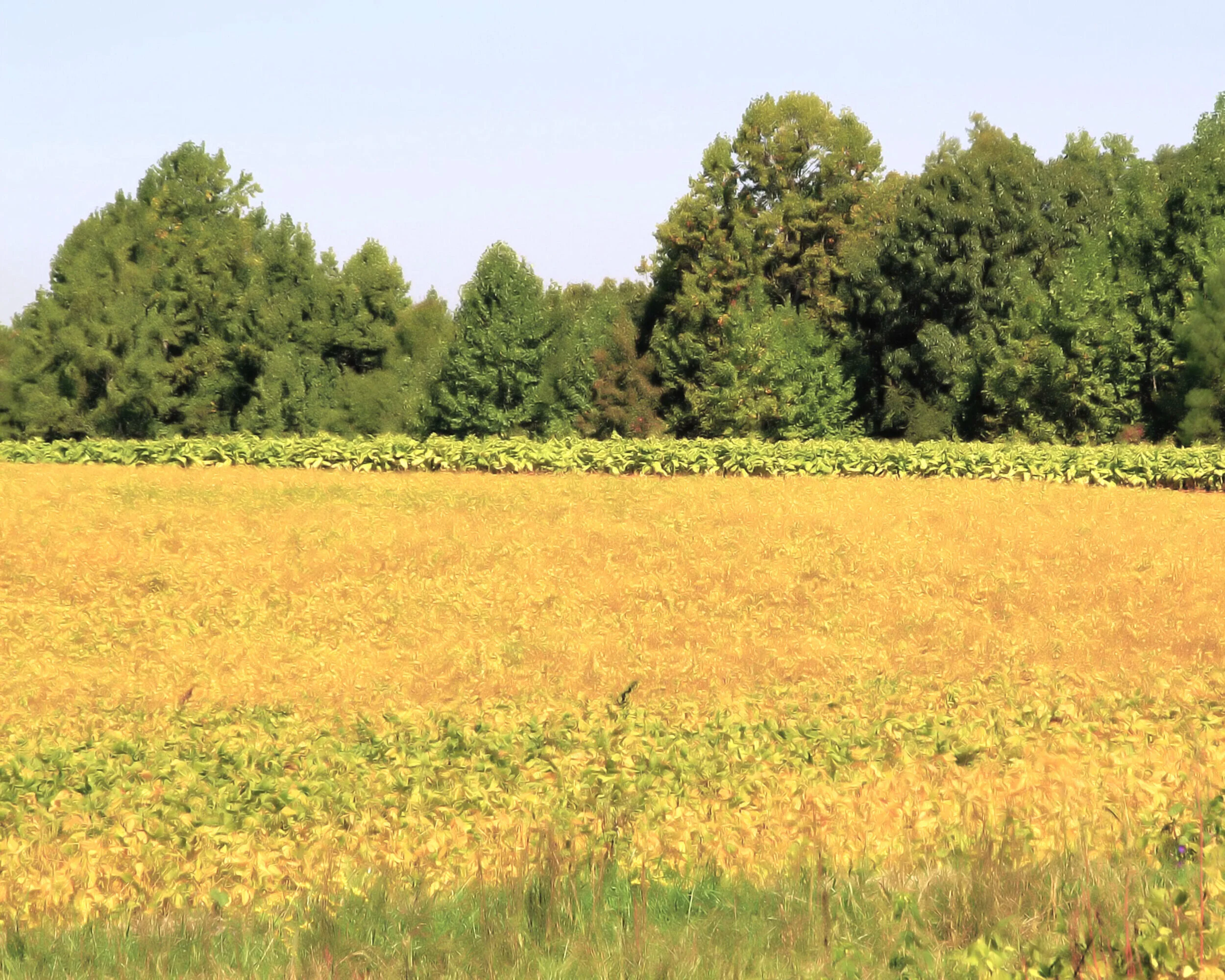 Golden+Fields.jpg