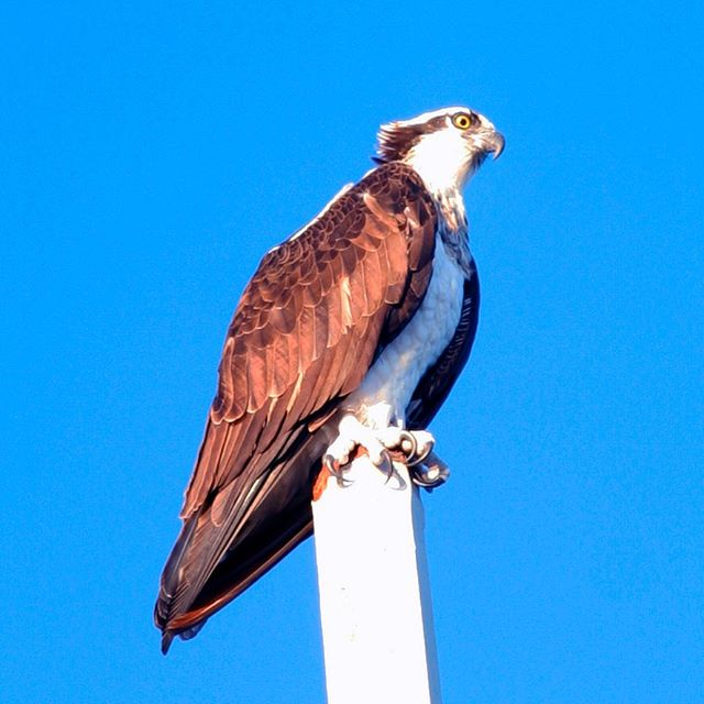 One of the magnificent creatures you may see on your hydrobike ride is an Osprey, or fish hawk. This is one of a breeding pair we frequently see, often with a fish in its impressive talons.🦅
~
Barbed pads on the soles of their feet and a reversible 