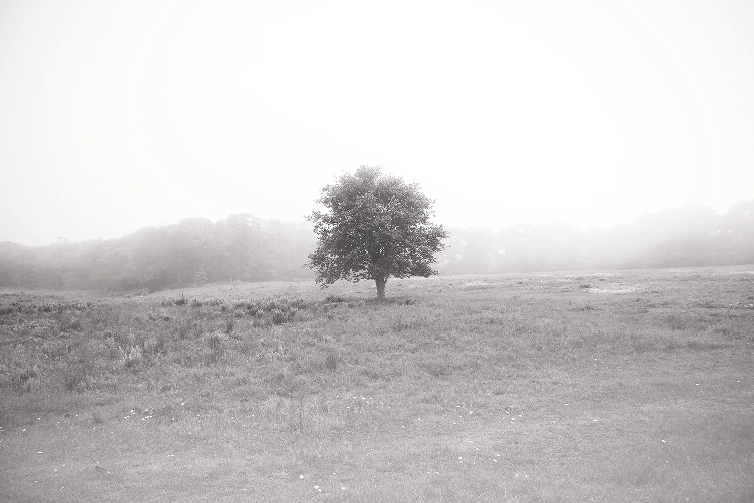 Vineyard.Tree.40x60.jpg