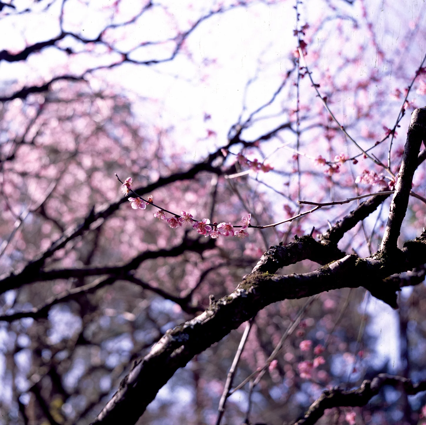 ninajapanphotos_39 copy.jpg