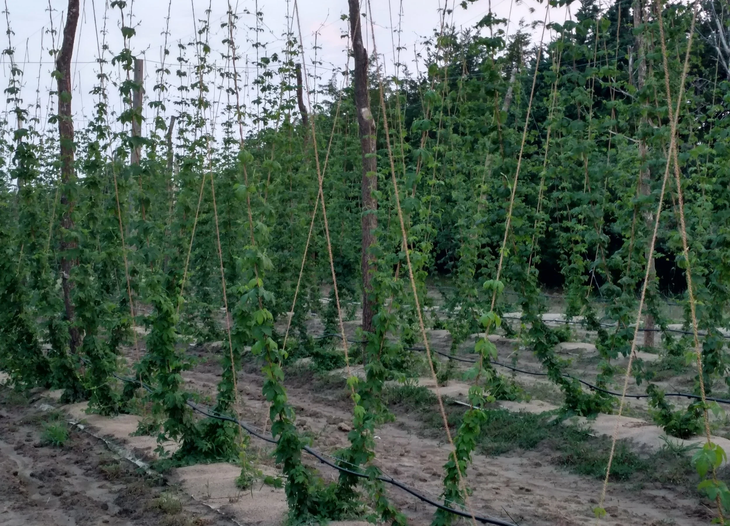 June 2017 Chinook Hops climbing up the strings