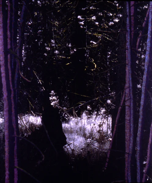 Where Fairies Play