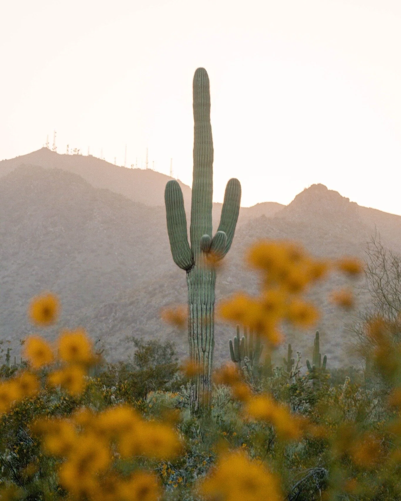 While I was in Phoenix for a few short days, I was able to check out the super bloom and was stunned by all the yellow and purple flowers that peppered the desert landscape. 

#arizona #spring #superbloom #cactus #saguarocactus #phx #phoenix #desert 