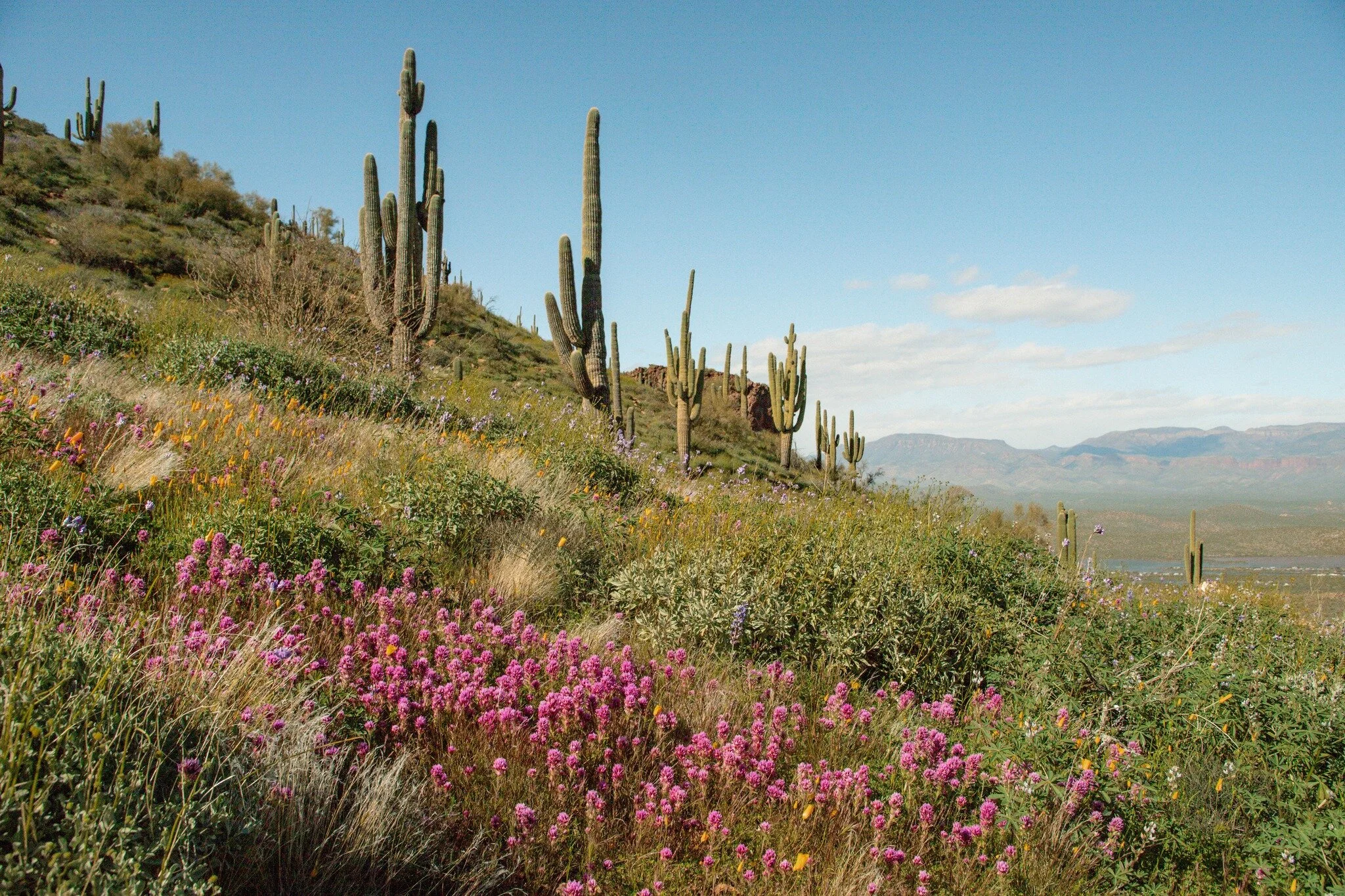 A little bit of the super bloom in Tonto National Forest. 
#cactus #arizona #az #superbloom #spring #travel #nature