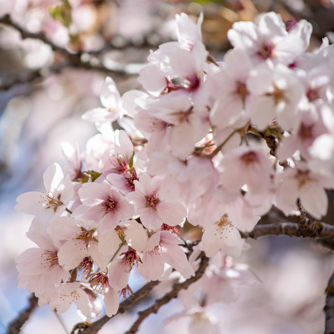 A collection of some cherry blossoms in Seattle

#cherryblossoms #seattle #universityofwashington #spring #washington #pnw #pacificnorthwest