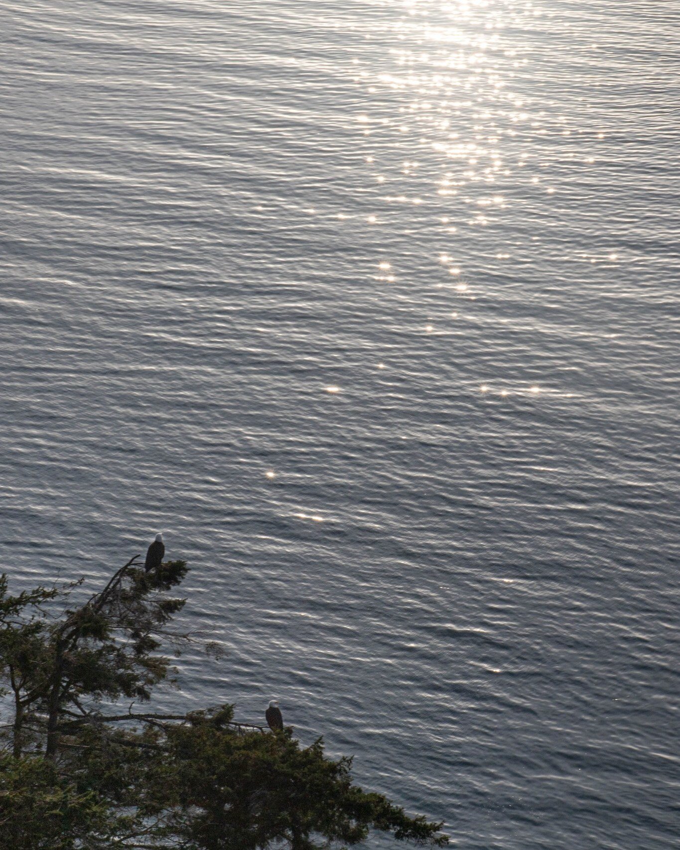 Just me and the eagles watching the sunset at Deception Pass. 
It is amazing how many animals are in this area. I saw numerous bad eagles and endless seals in the water. I have heard of orcas swimming under the bridge and that would be the dream!

#d