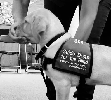 Guide Dogs Gallery