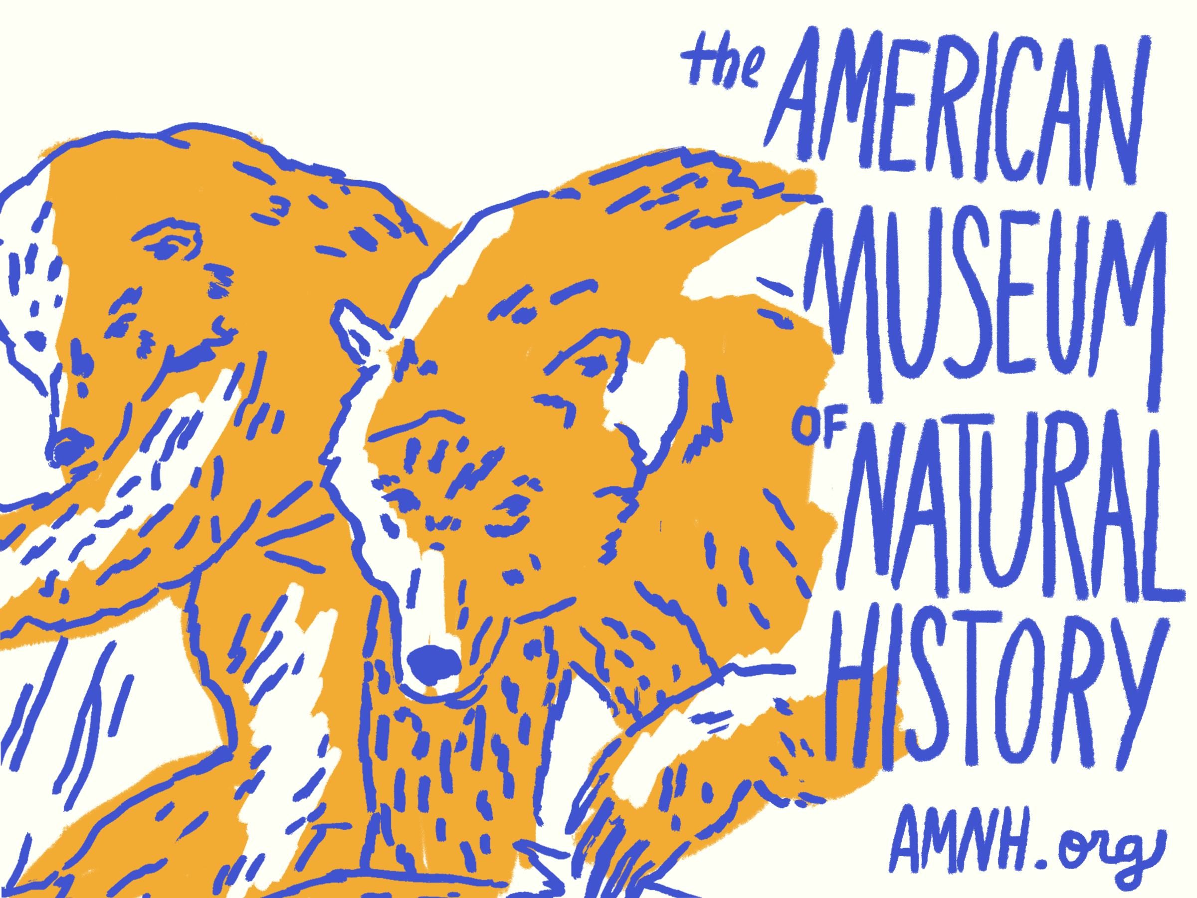 amnh_postcard.png