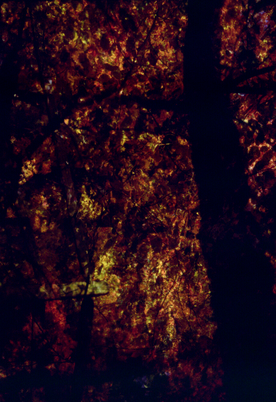 Fall Trees.png
