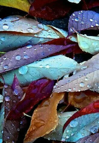 leaves.jpg