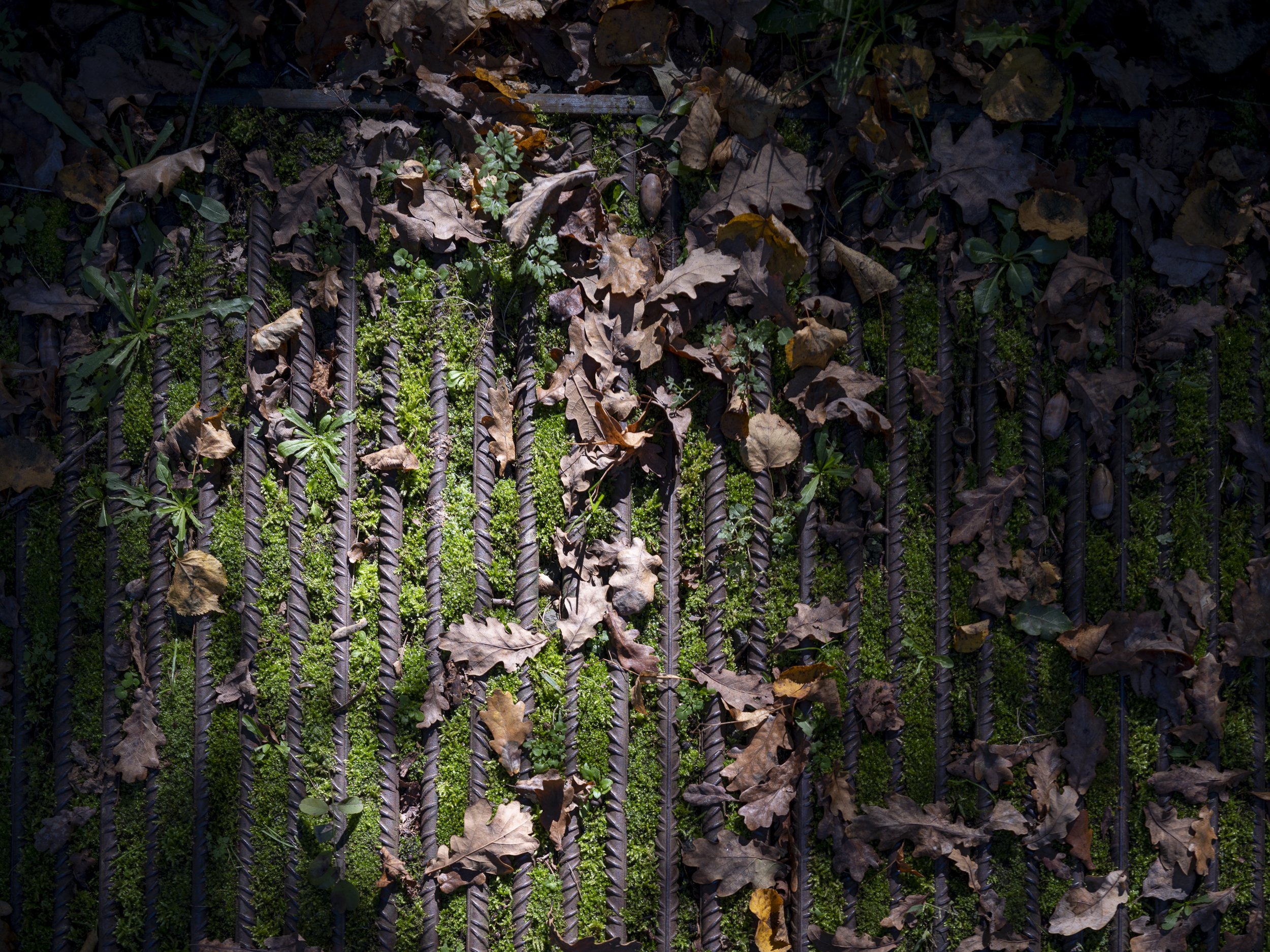 RCR Tossols Basil-3.jpg