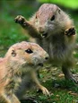 animal_attack-sm_0.jpg