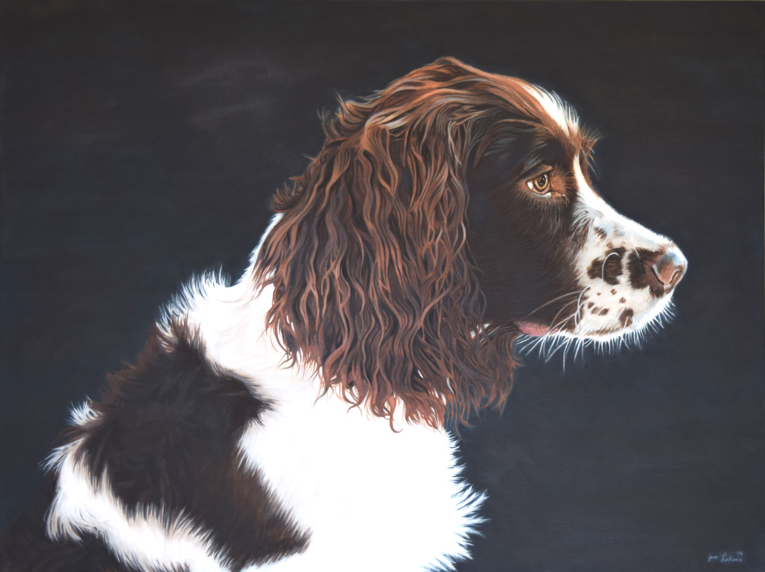 Springer Spaniel I