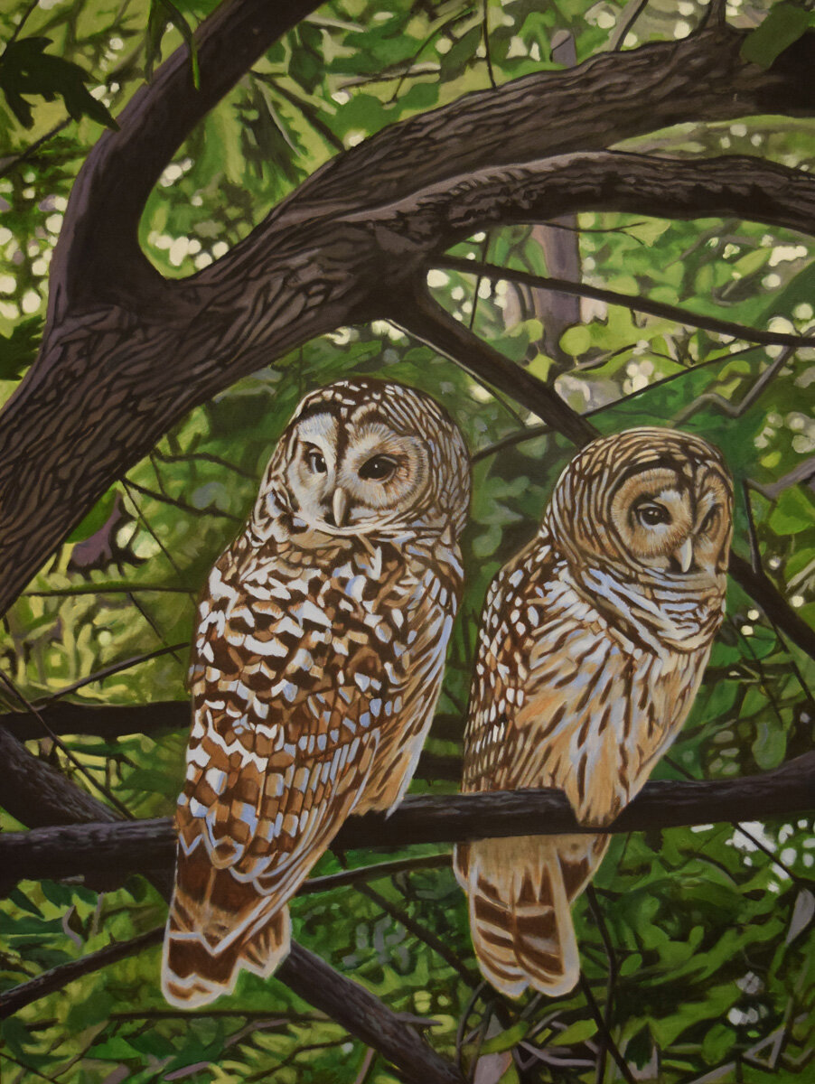 Barred Owls In the Bog Garden