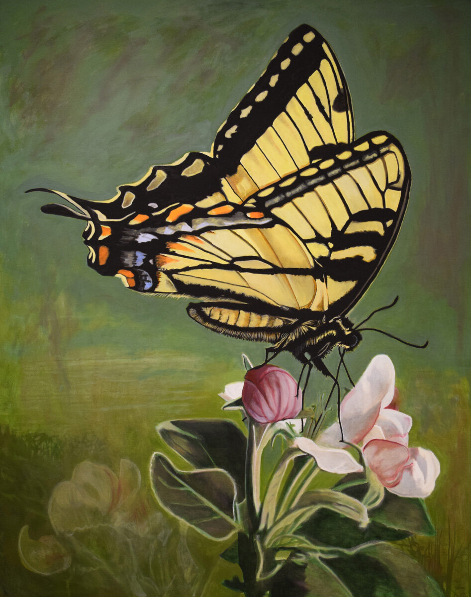Swallowtail on Apple Blossom