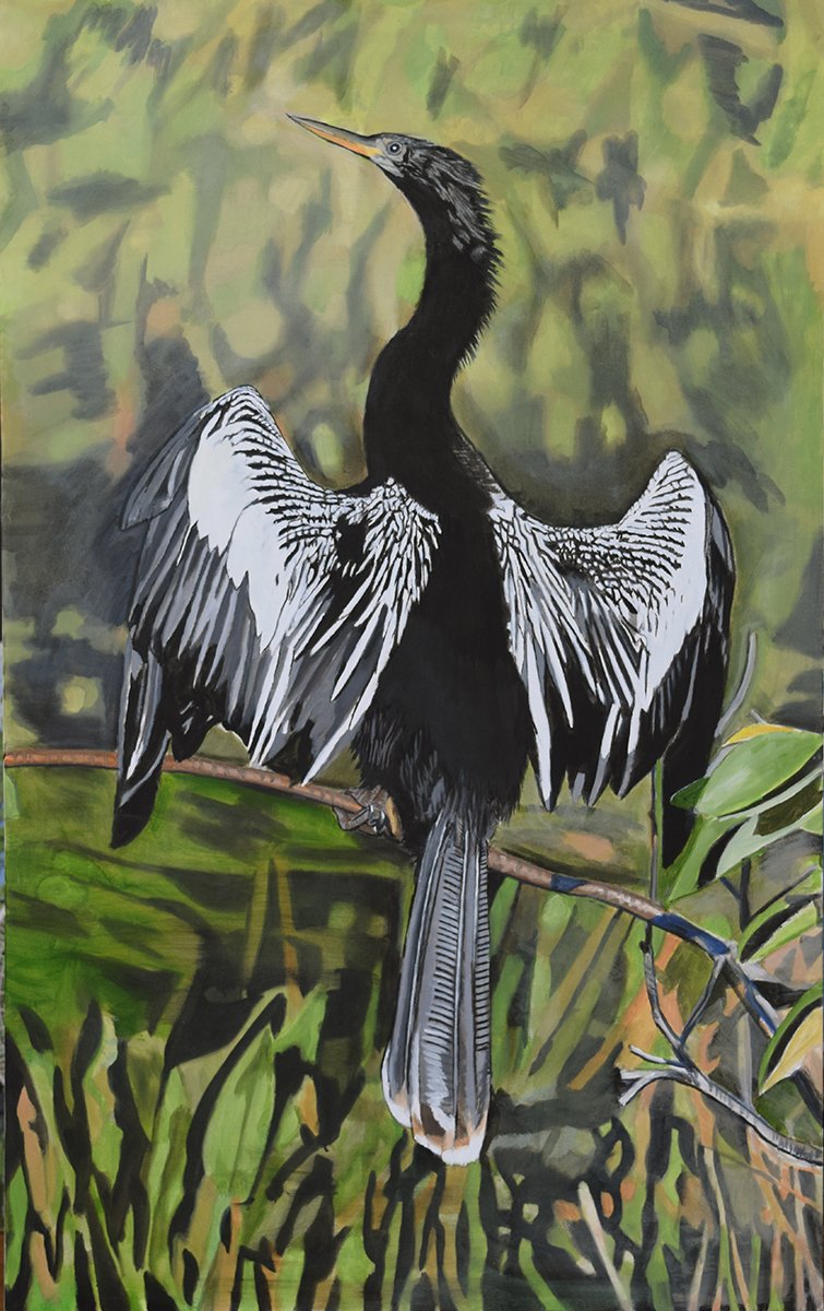 Anhinga