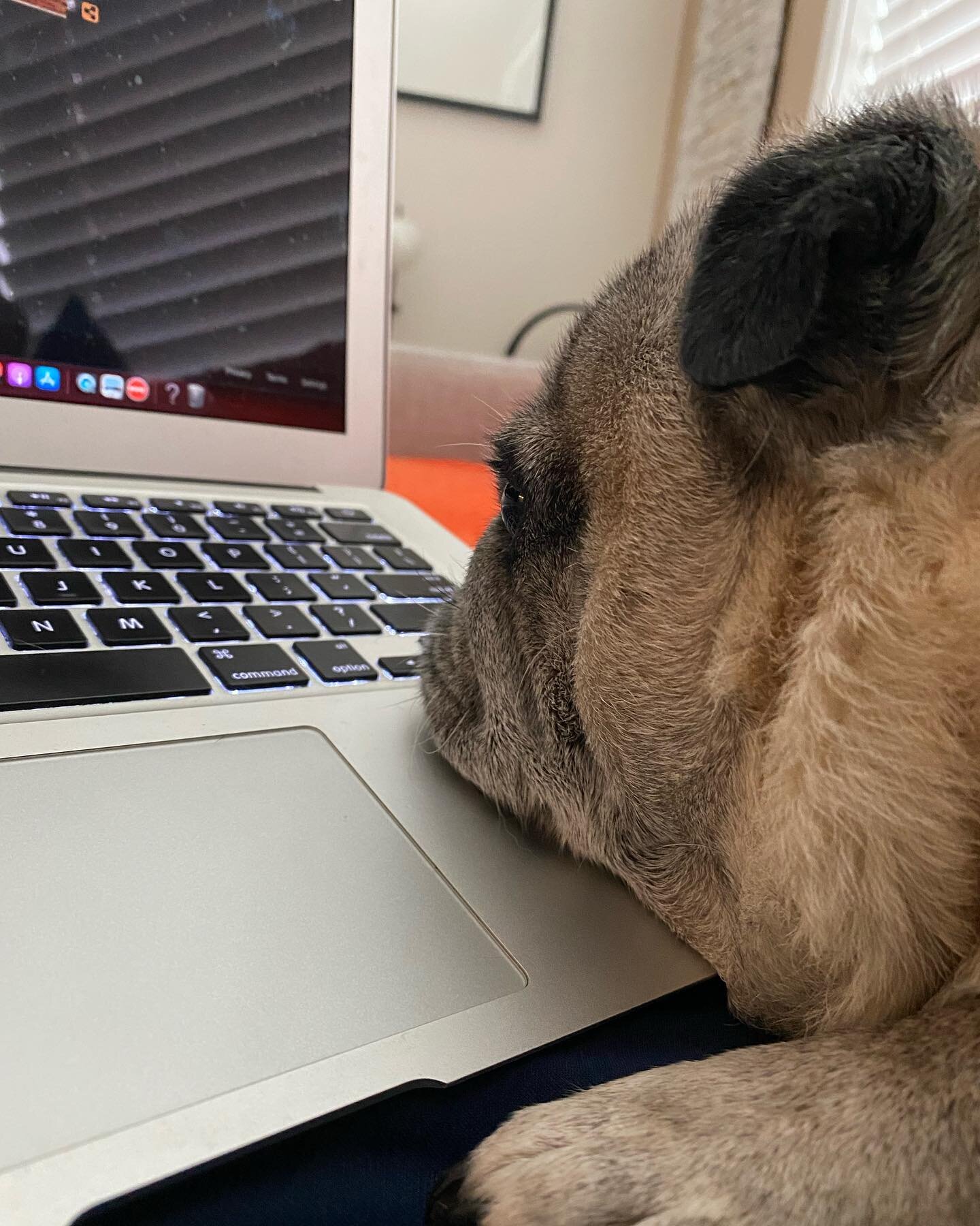My apologies to any of my clients who get programming today. My newest employee @drhankpug is trying to figure out the trackpad 🤷🏼&zwj;♂️

#dogsitting #rescuepugs #doghelper #newemployee #dogsofinstagram #workingfromhomelife