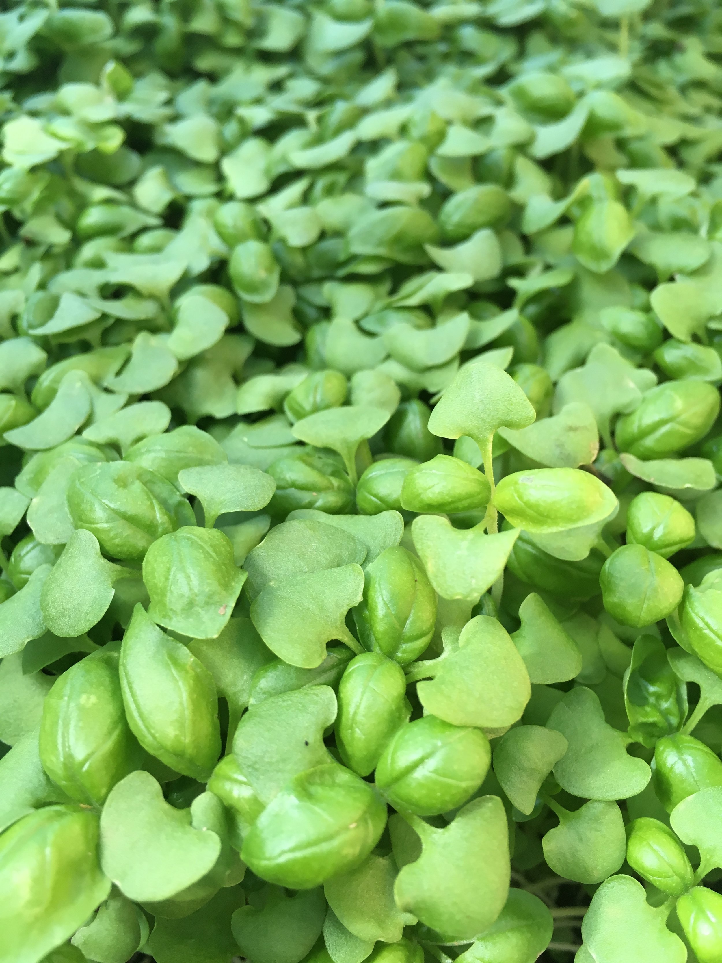 green basil