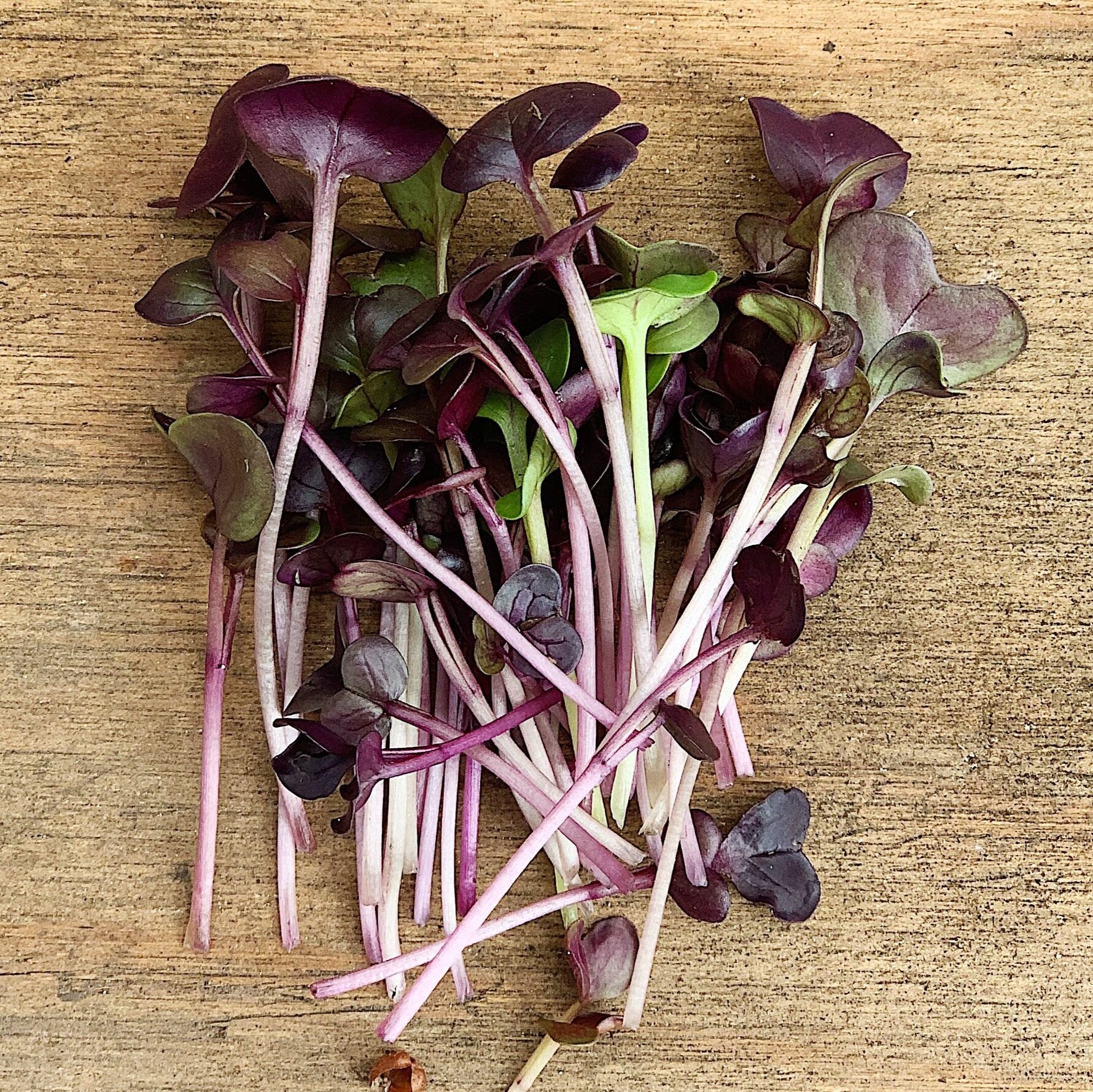 purple radish