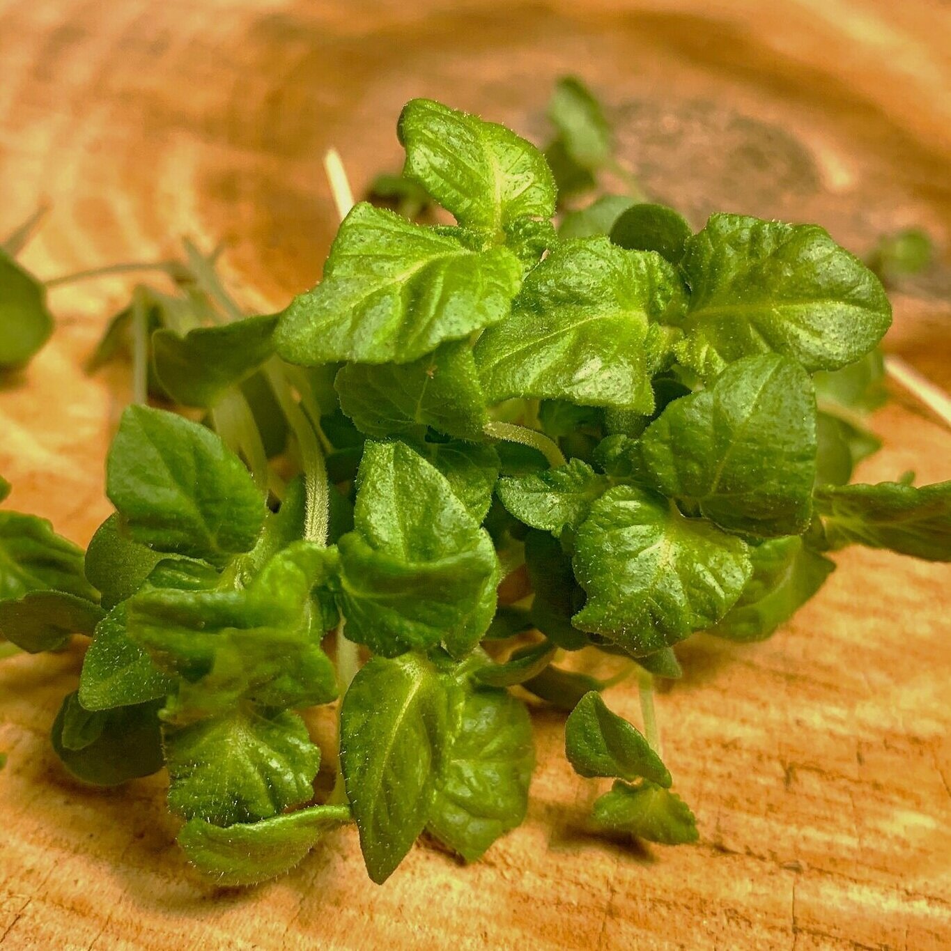 green shiso