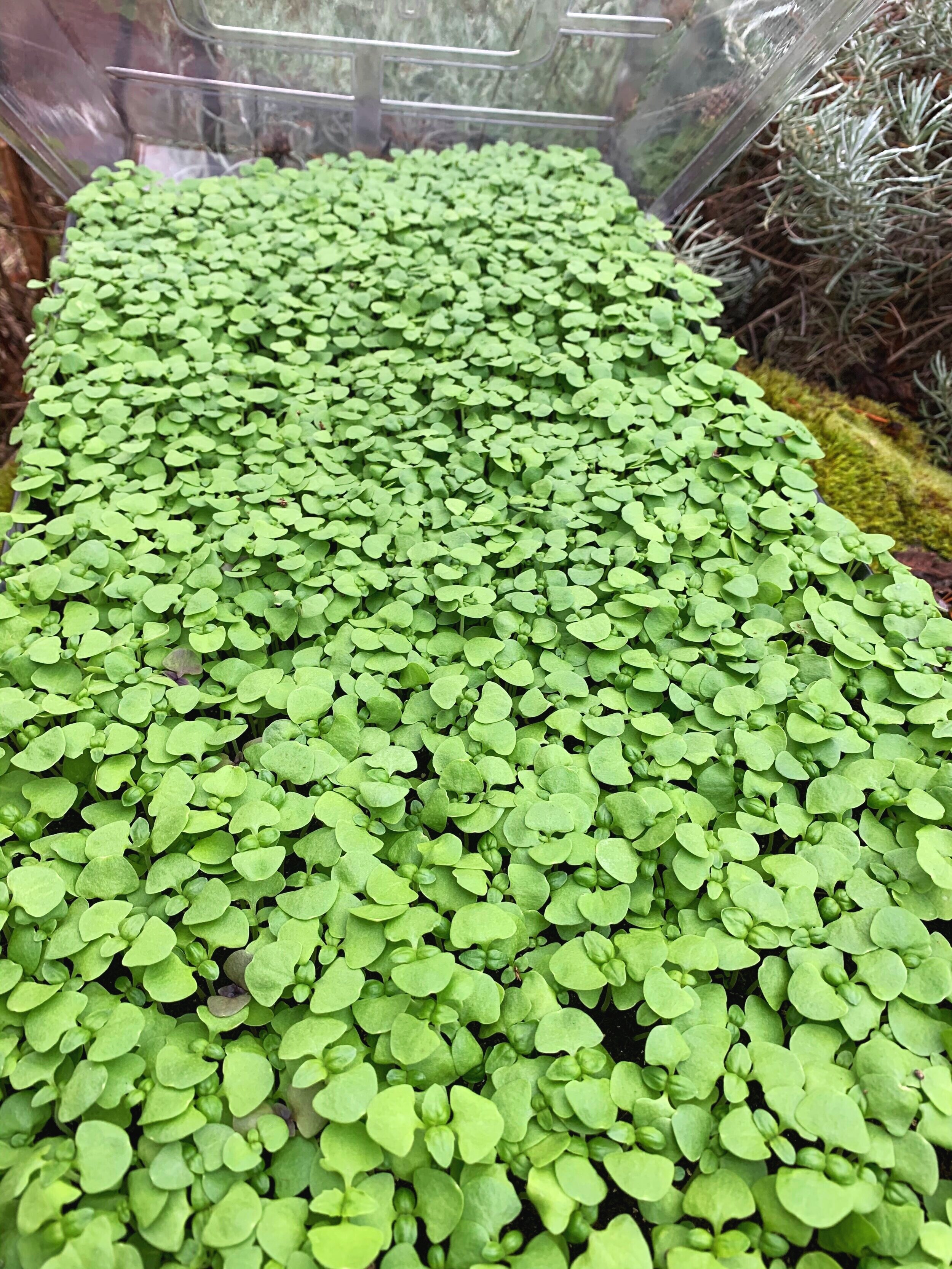 10x20 tray (green basil)