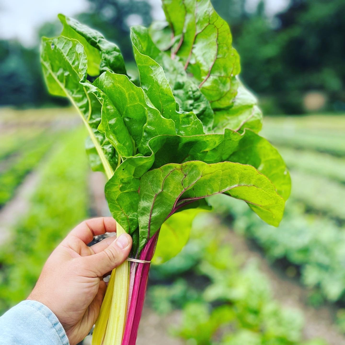 rainbow chard