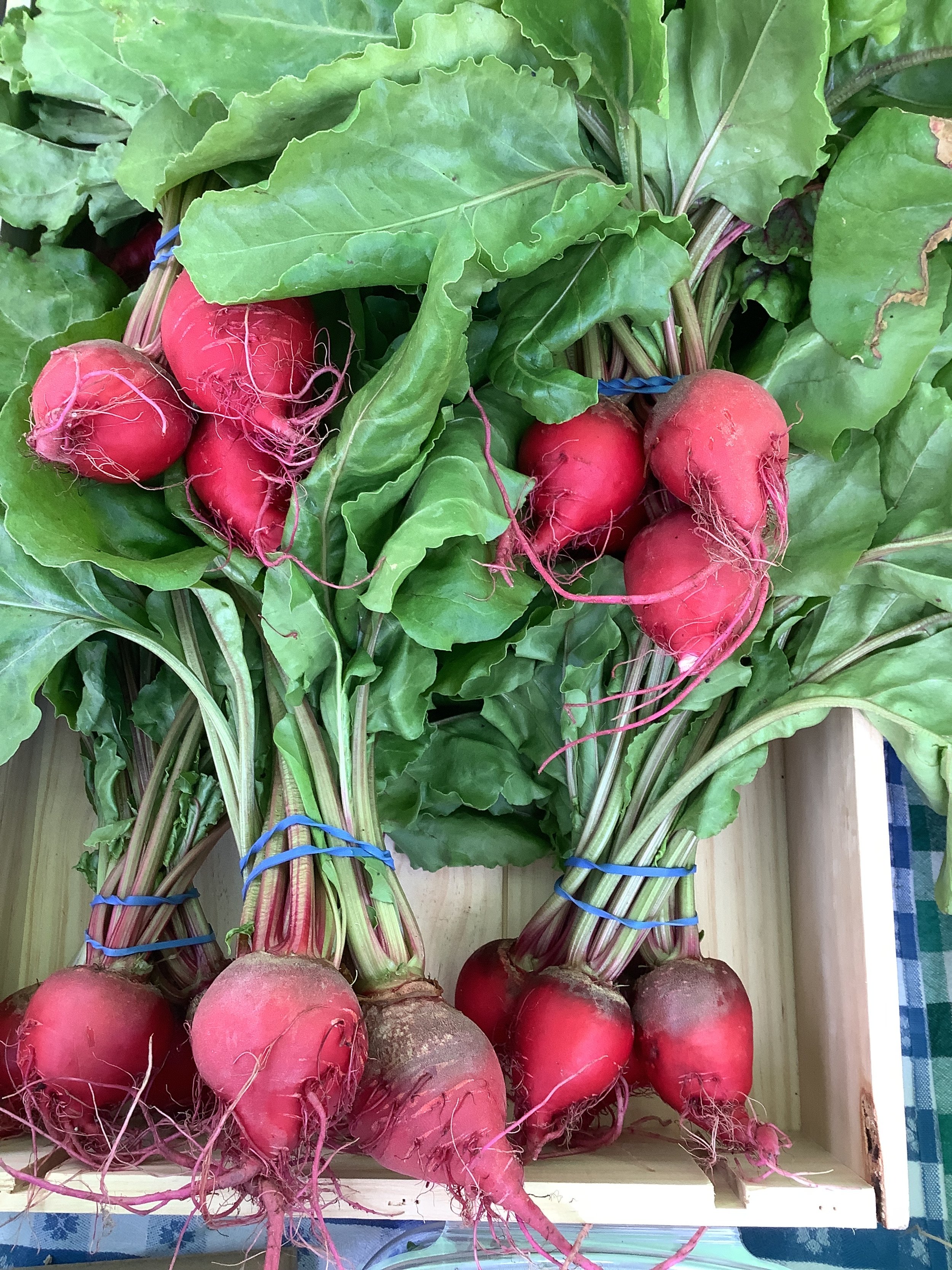 chioggia beets