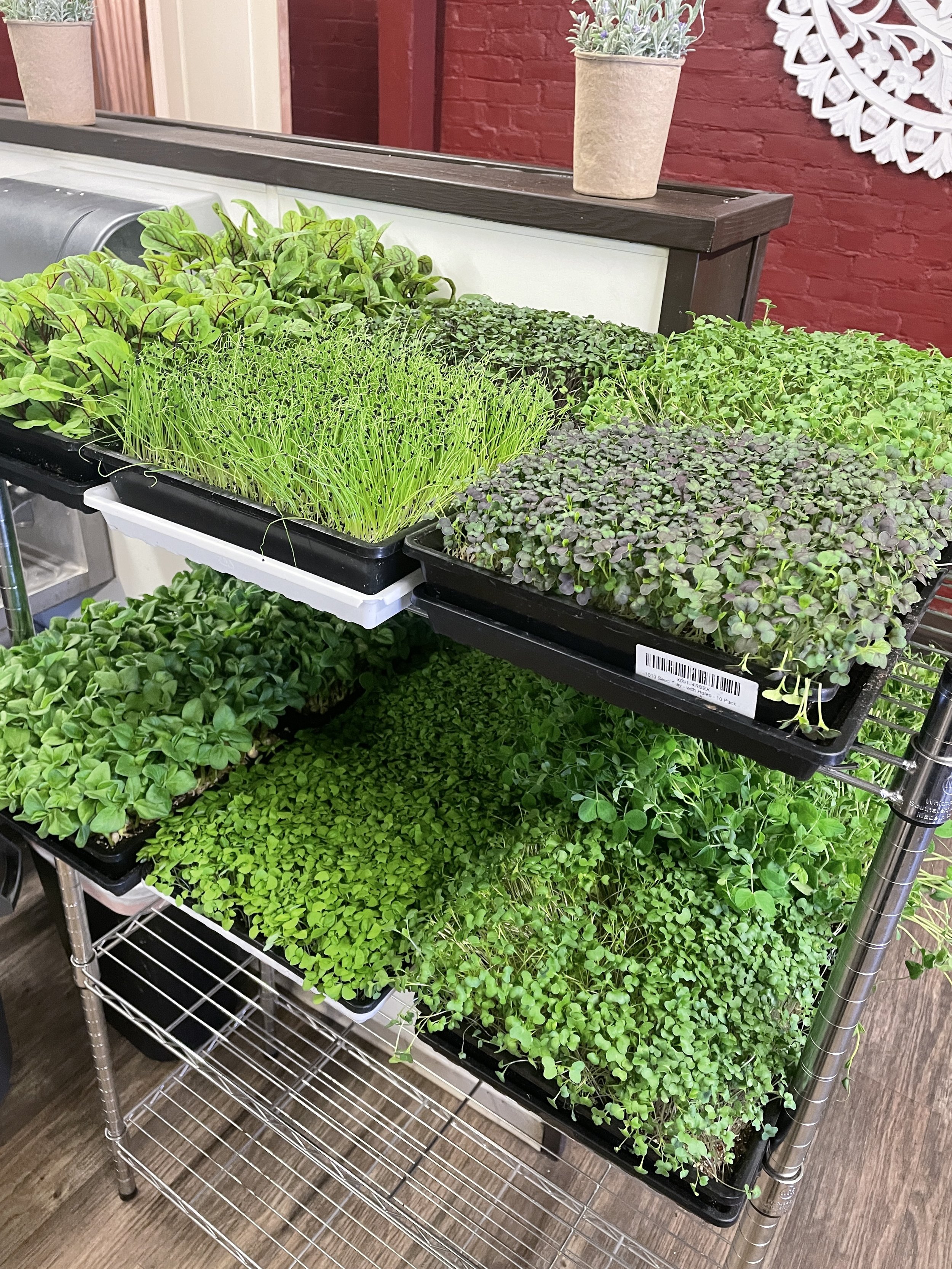 large living tray order