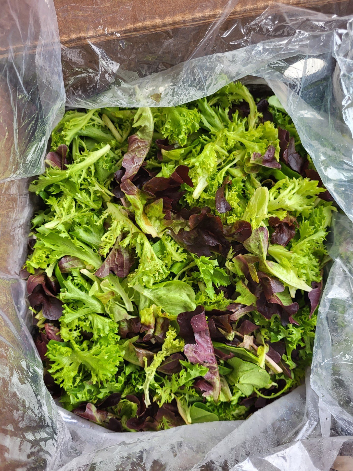 year round salad mix