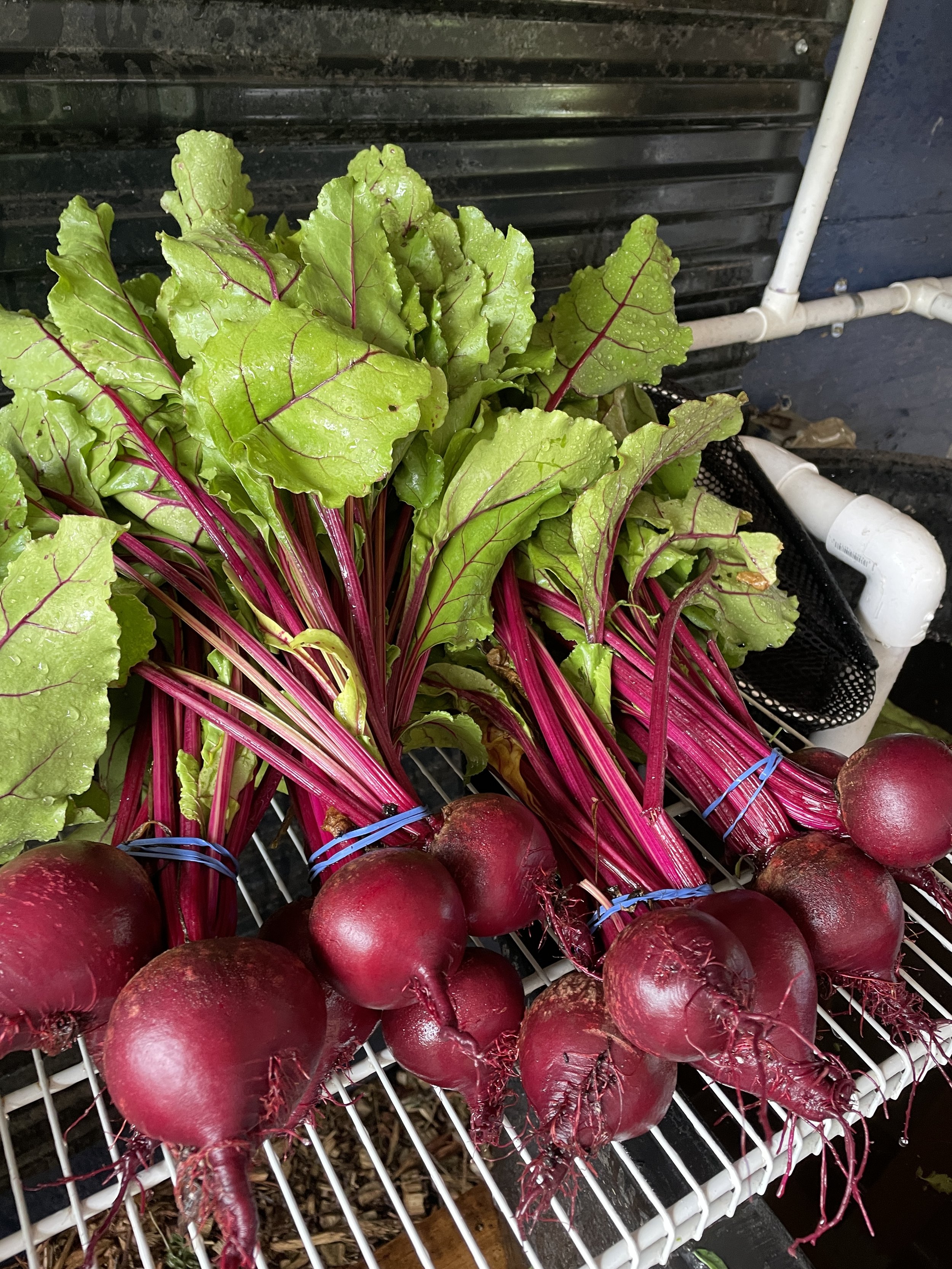 red beet