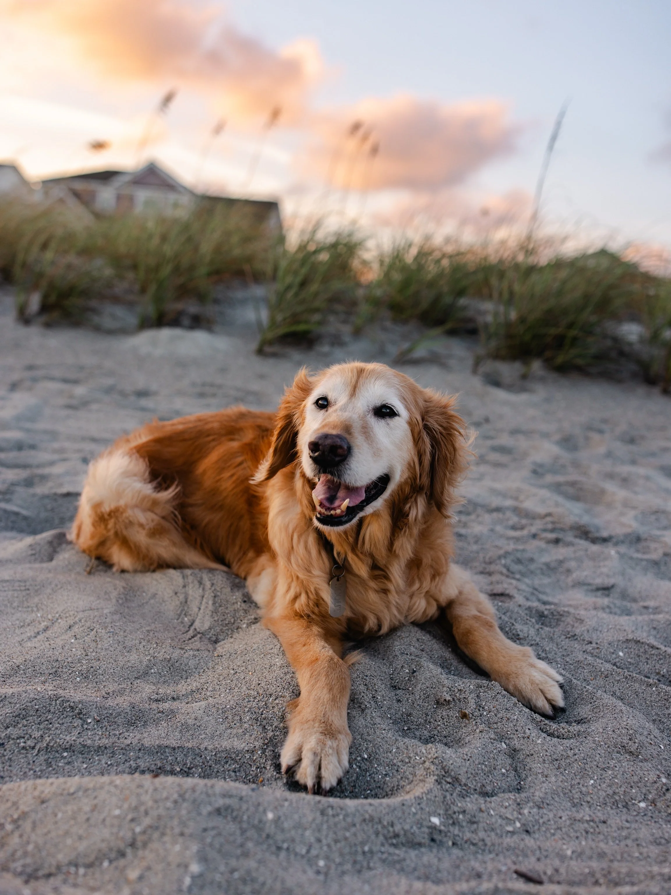 I lost my better half two weeks ago. Scout did everything in this life, besides play fetch. 

He was loved by many, but somehow always loved you more, and I was the one lucky soul who got to be his dad. 

Having my soul dog for 15 years and more than