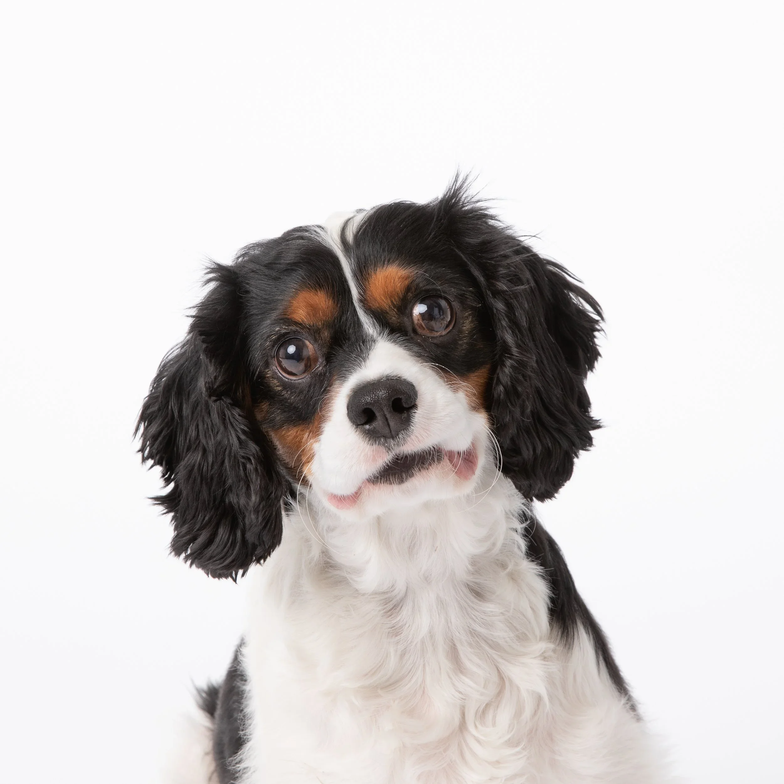 luke+fine+art+pet+photography+_+studio+photoshoot+_+white+background+_+tri+color+cavelier+spaniel.webp