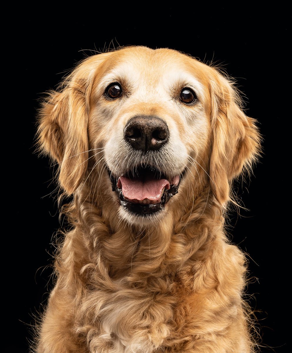 studio-pet-photography.jpg