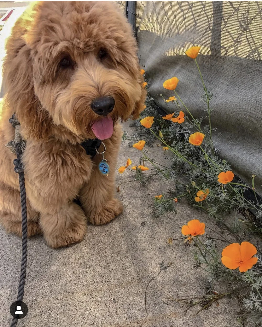 Are Pineapple Plants Toxic To Dogs