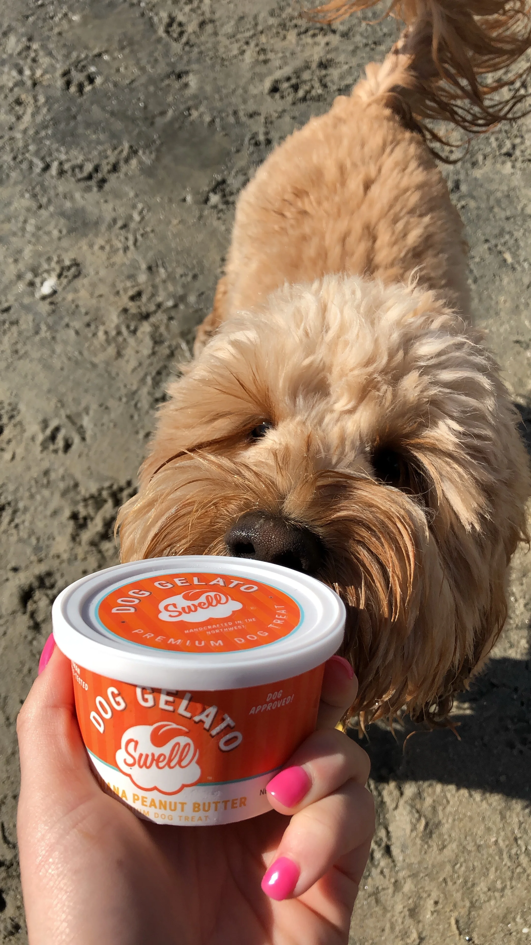 How sweet it is to be Swell Gelato for Dogs! — Leader of the Pax