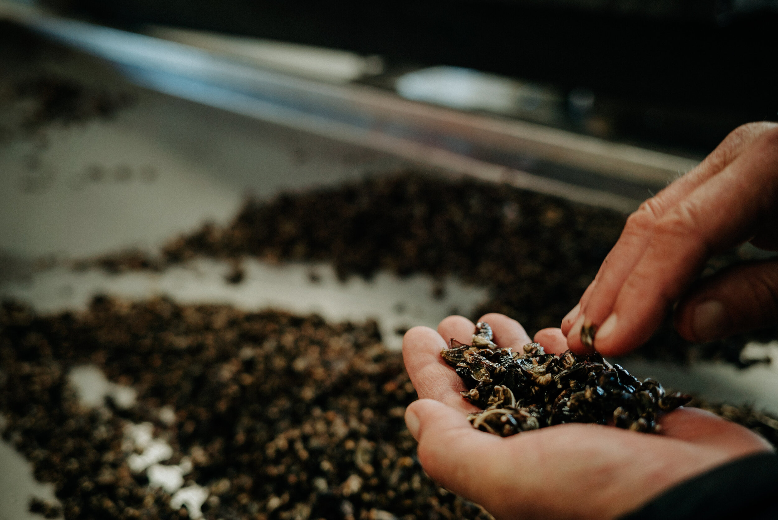 Inspection of Seed Oysters  