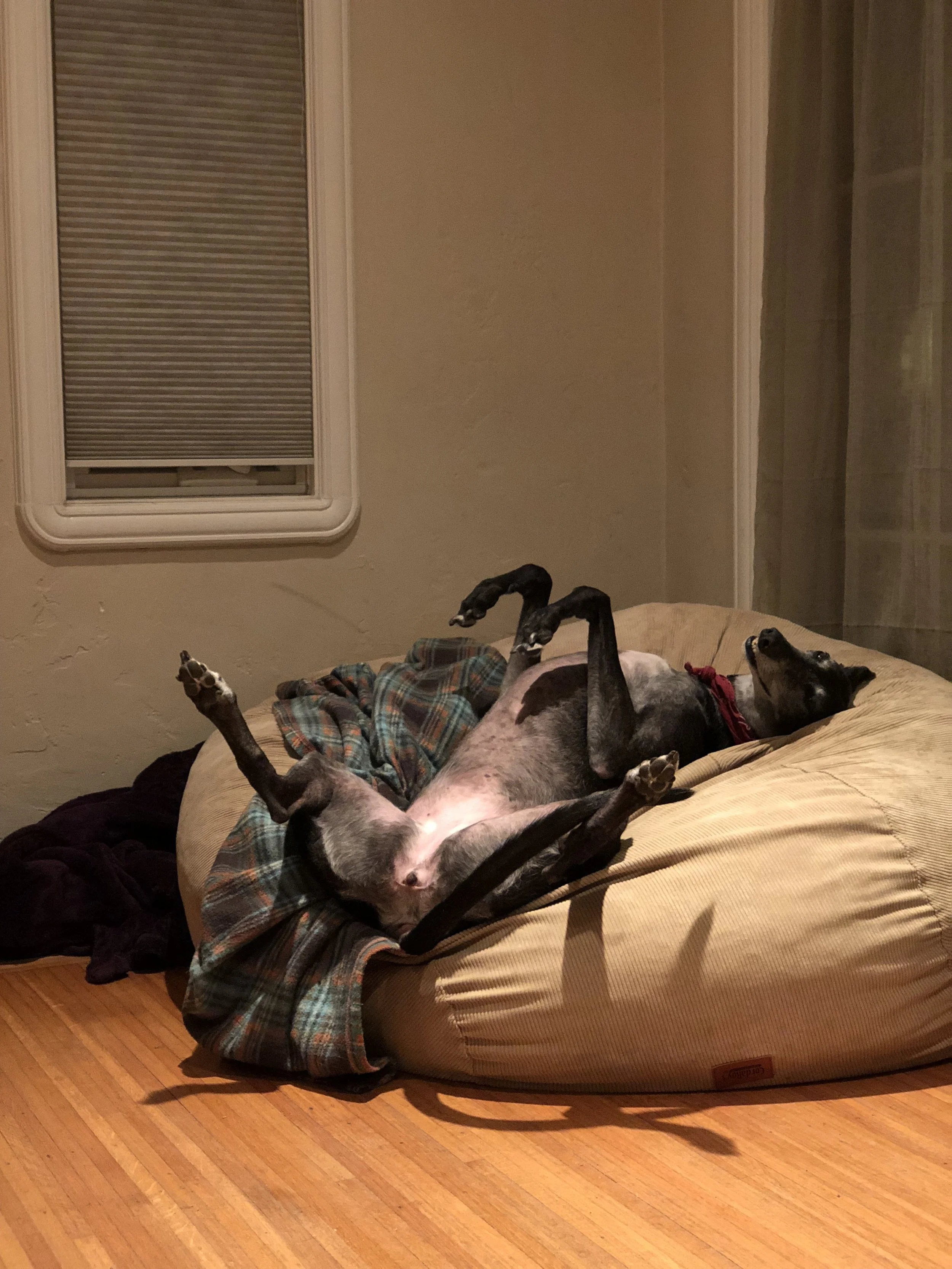 Sydney is our rescue Greyhound, and she is ten years old. People often think that Greyhounds have a lot of energy—they don’t. They love to lounge around and snuggle. Snuggling isn’t always easy with a Greyhound, but it’s possible.