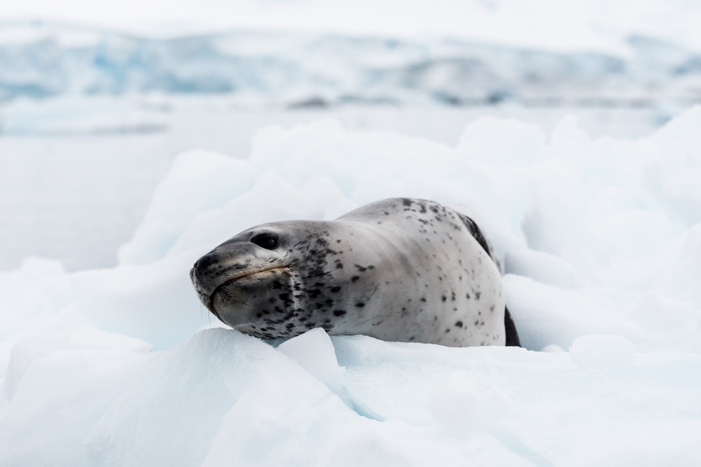 Leopard Seal (Antarctica)