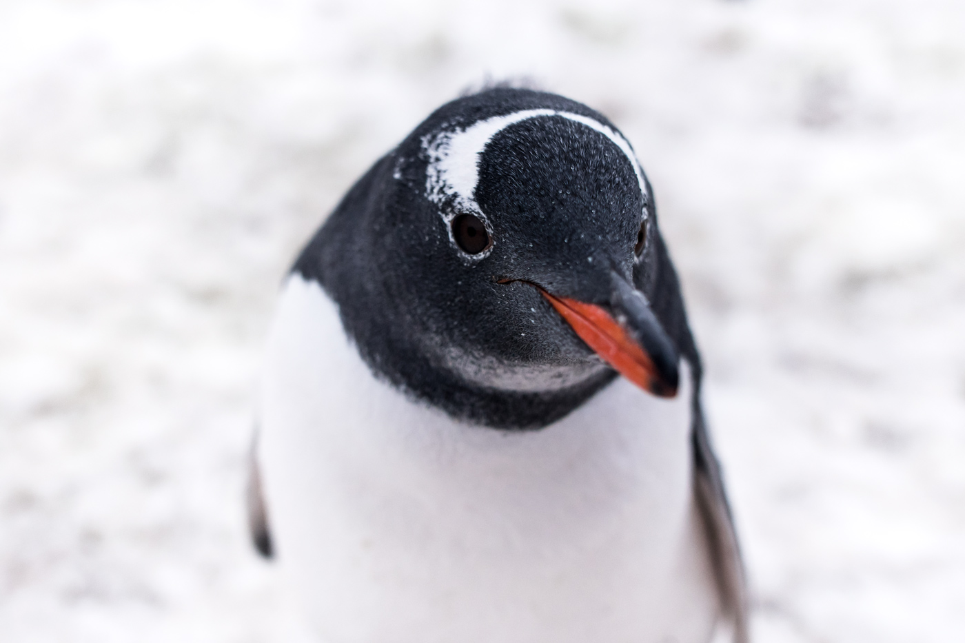 Gentoo I (Antarctica)