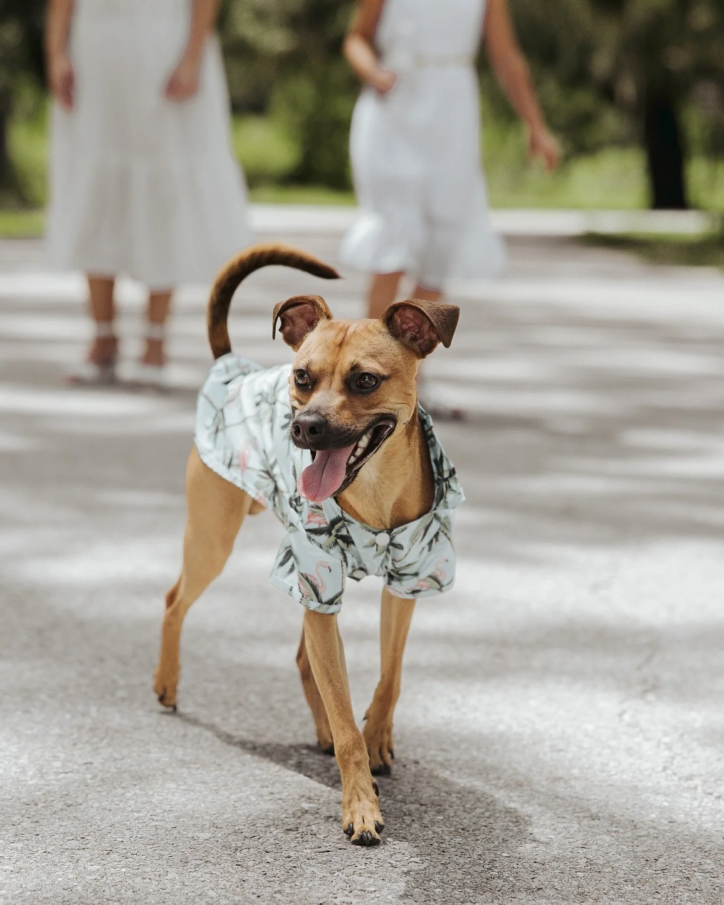 🐶👕