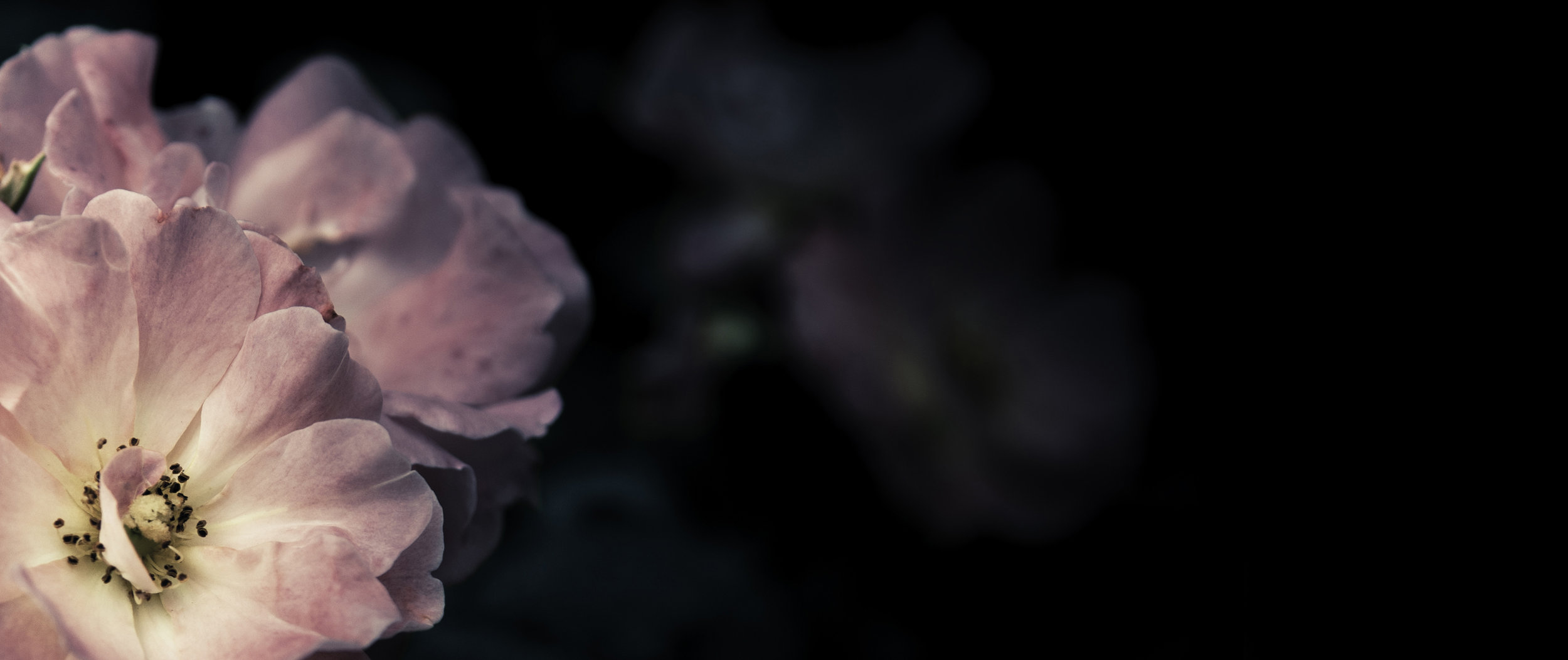 web_banner2_160896083.jpg