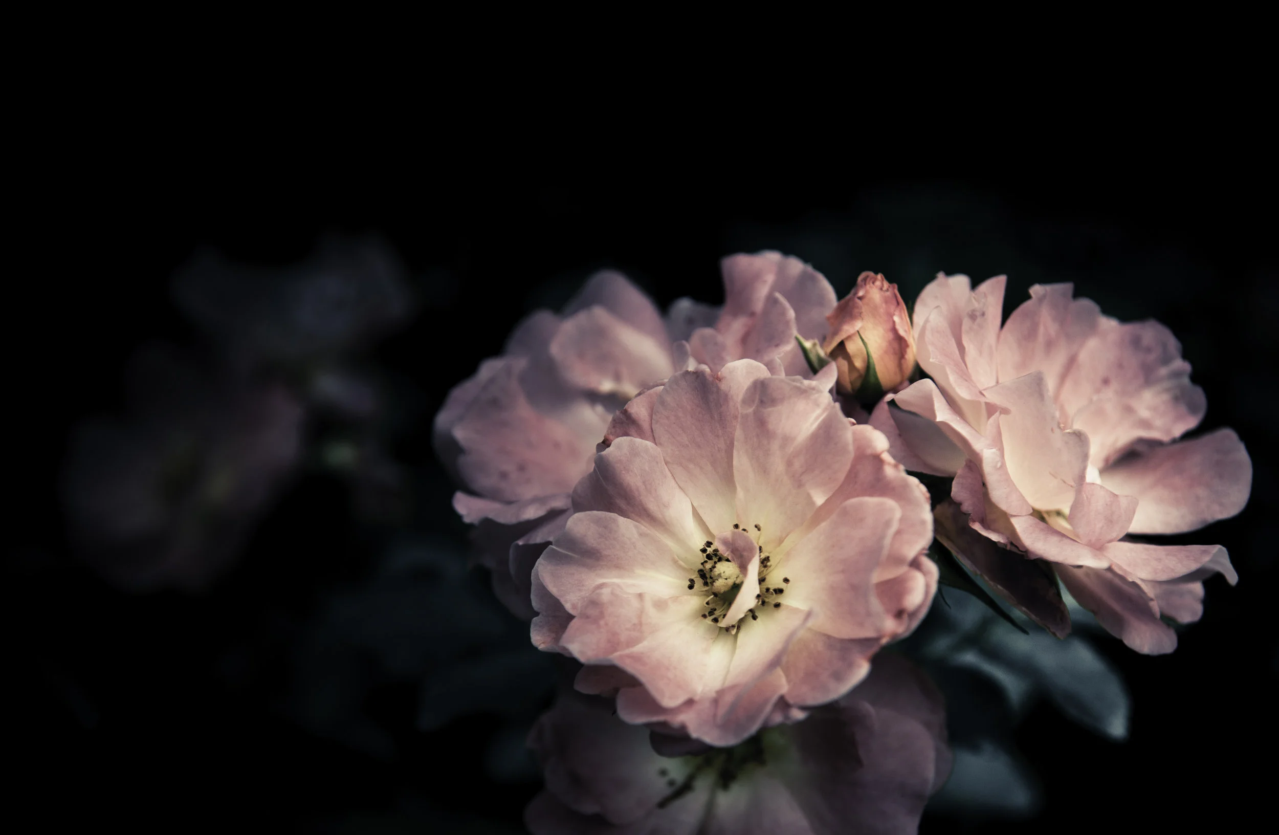 web_cover_st_160896083.jpg