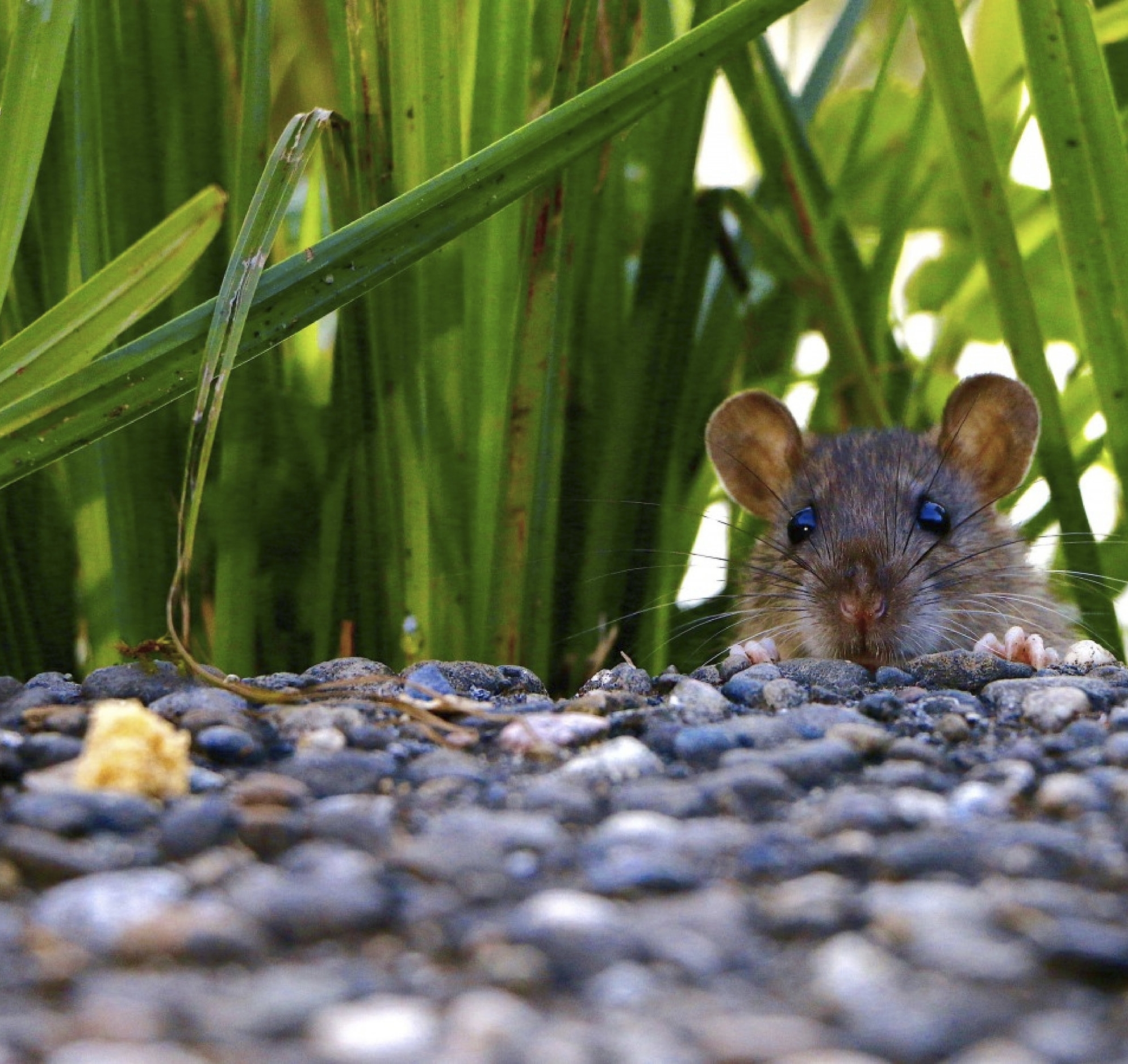 mouse2.jpg