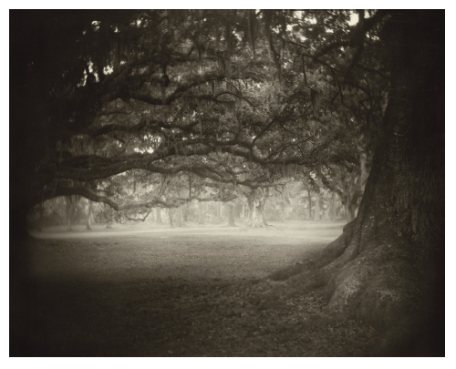 sally mann.png