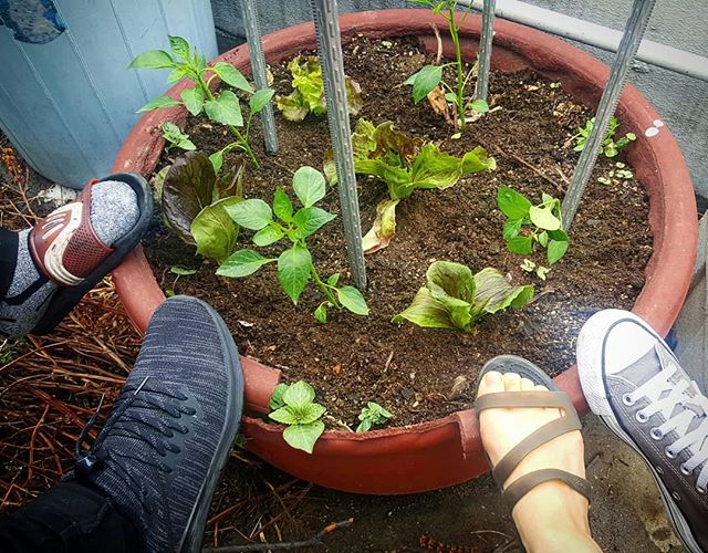 #Spring #garden planting day at the office. 사무실 #텃밭 #봄 #농사 시작. #goisc