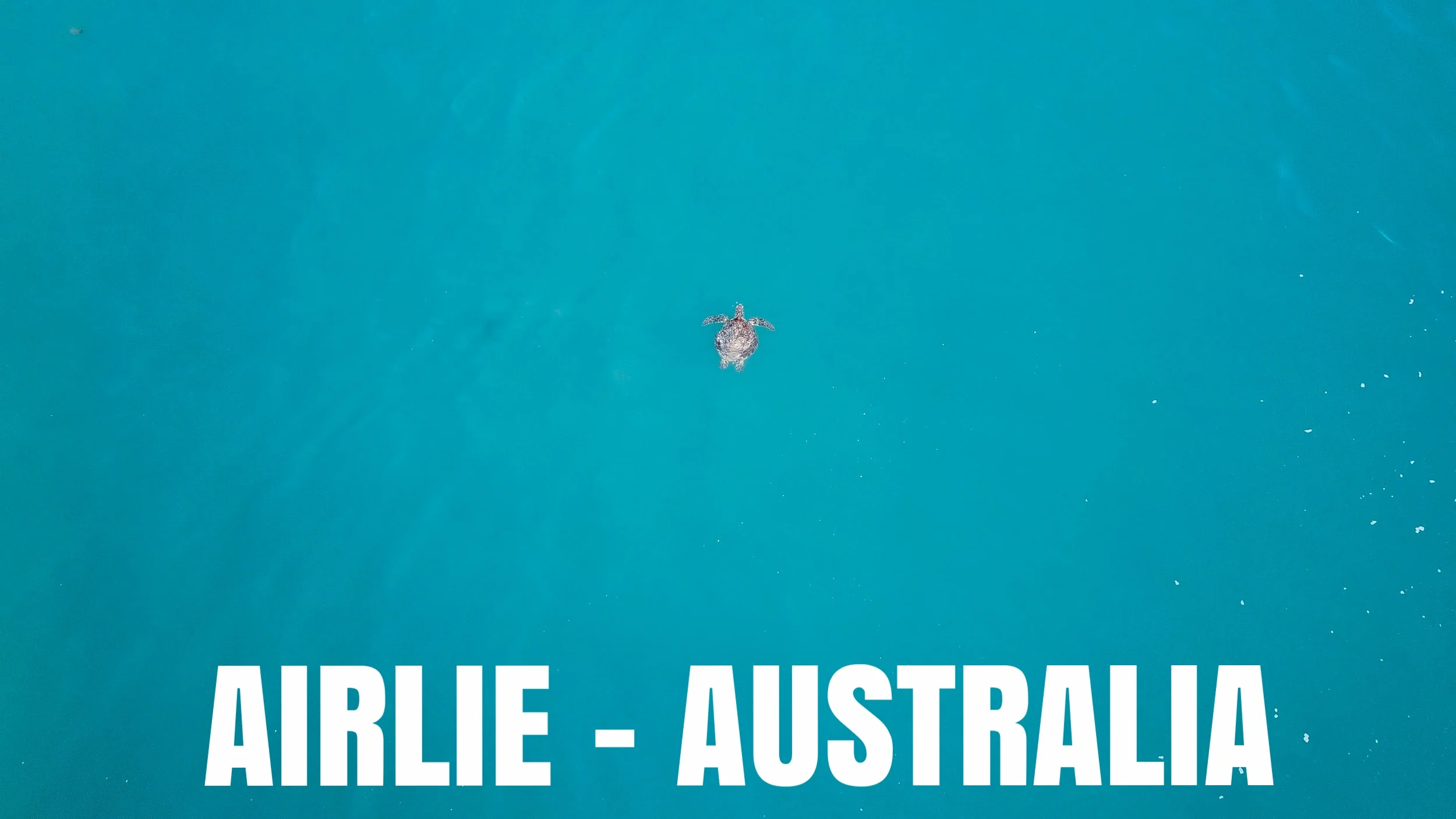 Drone Footage of Sea Turtles feeding in Airlie, Queensland, Australia