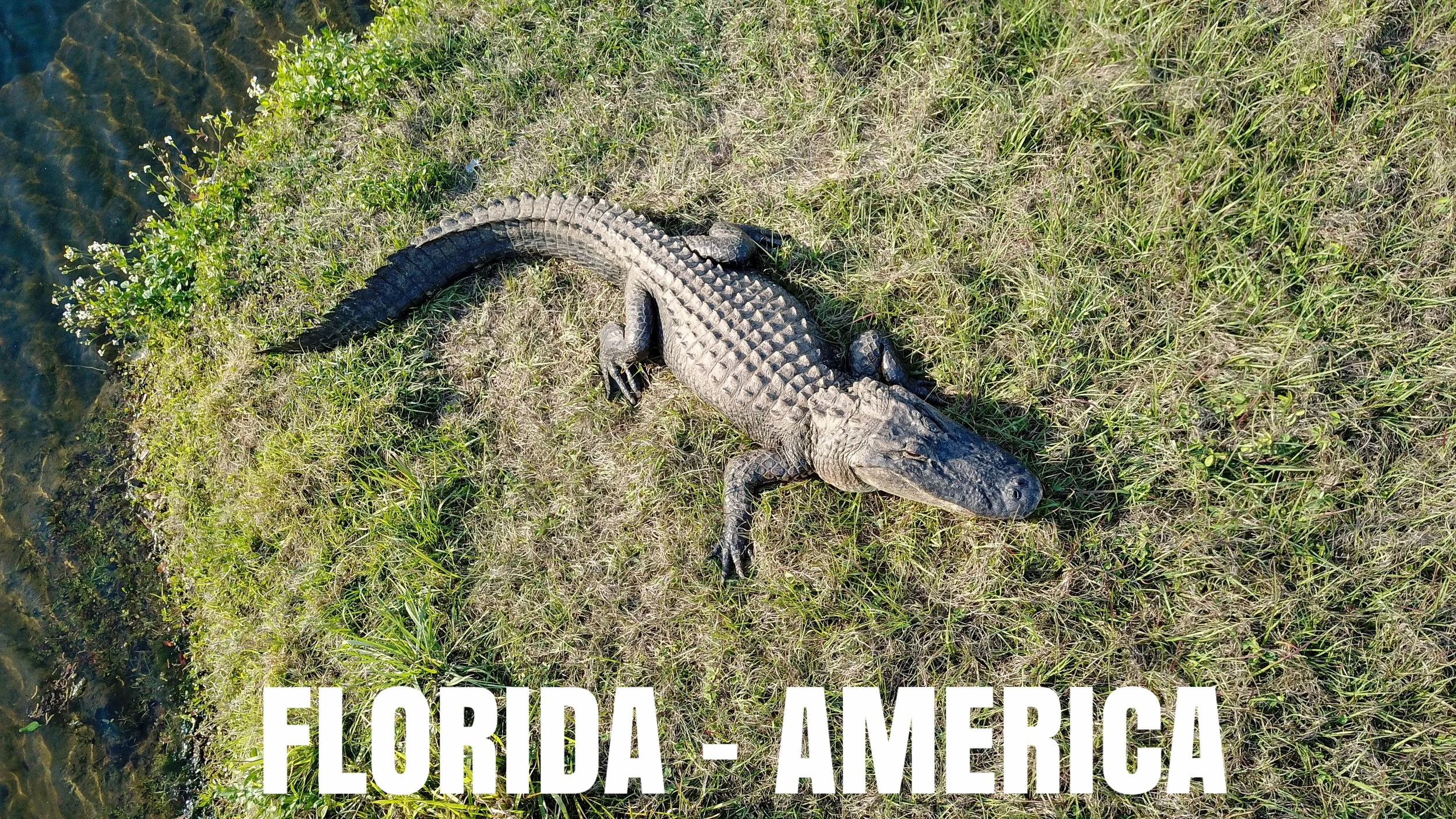 Drone Footage of an Alligator, Florida, America.