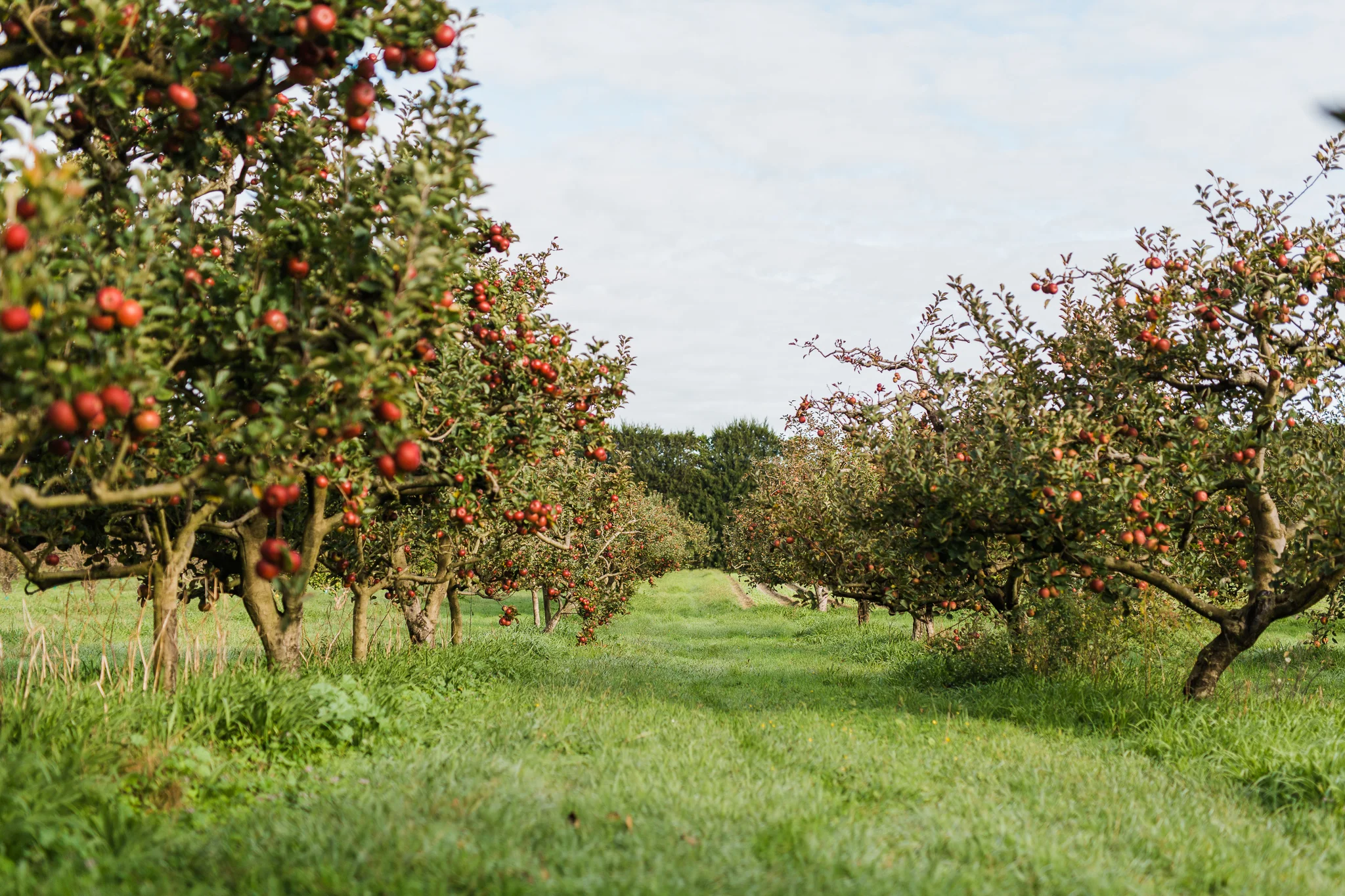 Name of apple and when it fruits